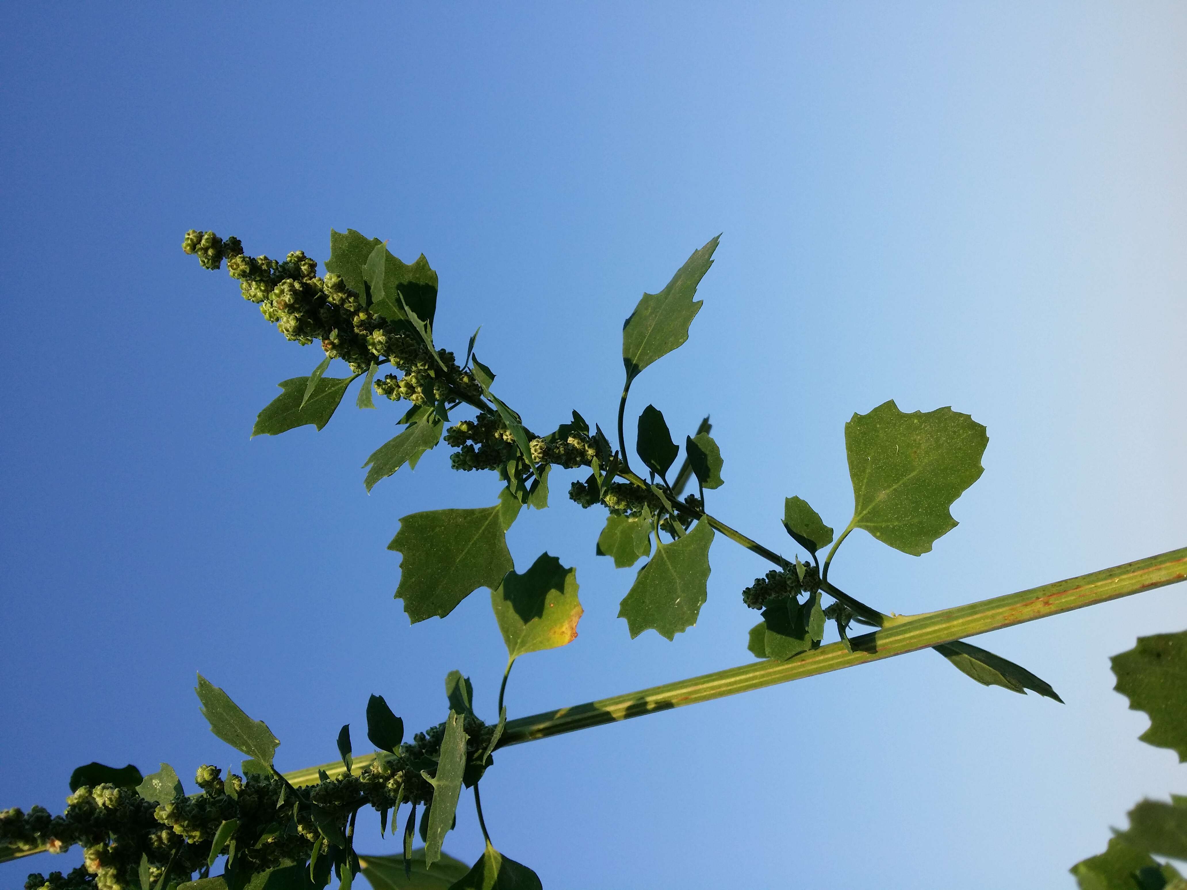 Image of Grey Goosefoot