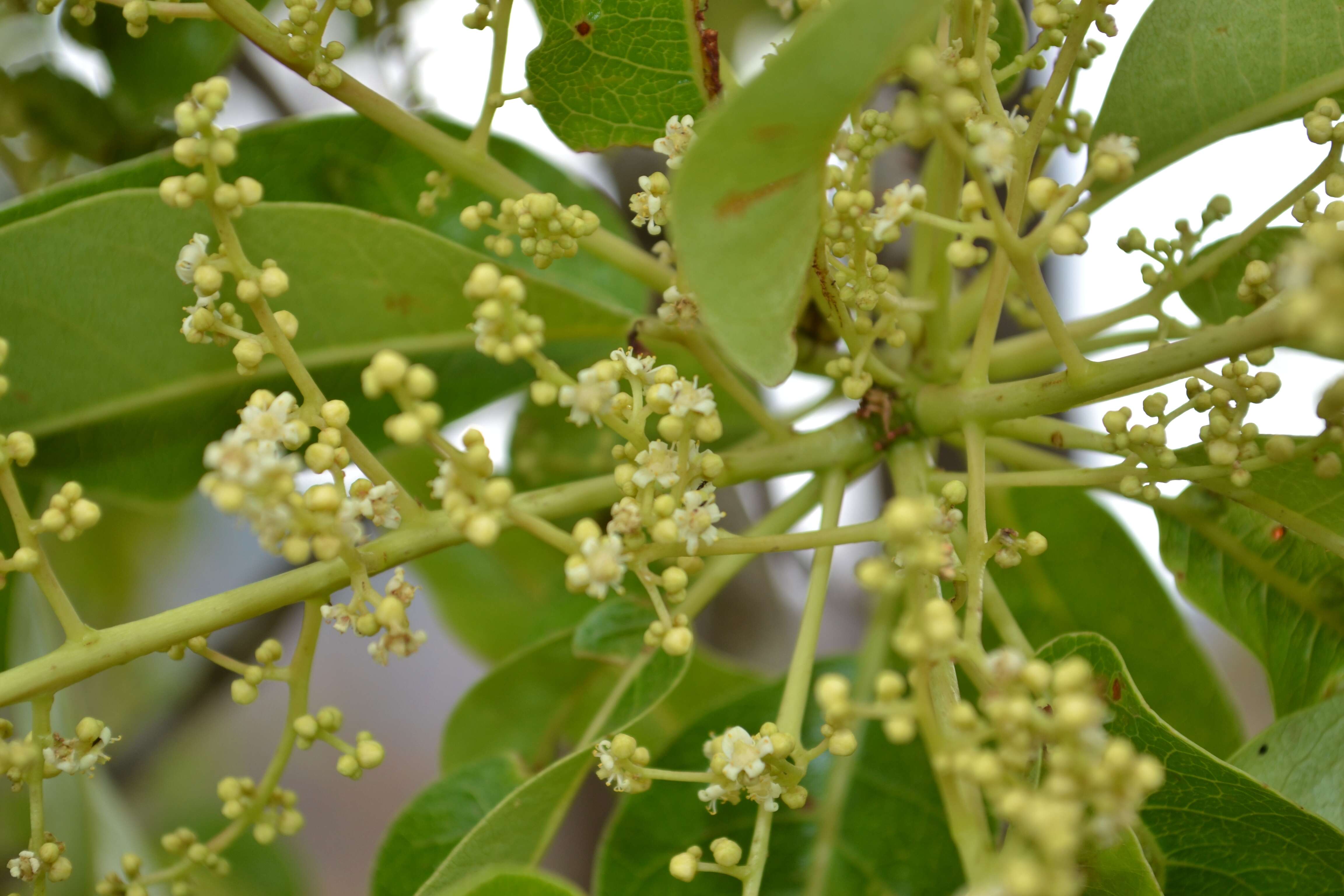 صورة Buchanania cochinchinensis (Lour.) Almeida