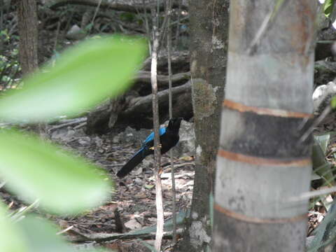 Image of Yucatan Jay