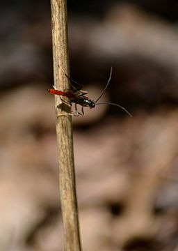 Image of <i>Pristaulacus flavicrurus</i> (Bradley 1901)