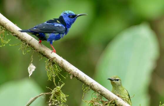 Image of Honeycreeper