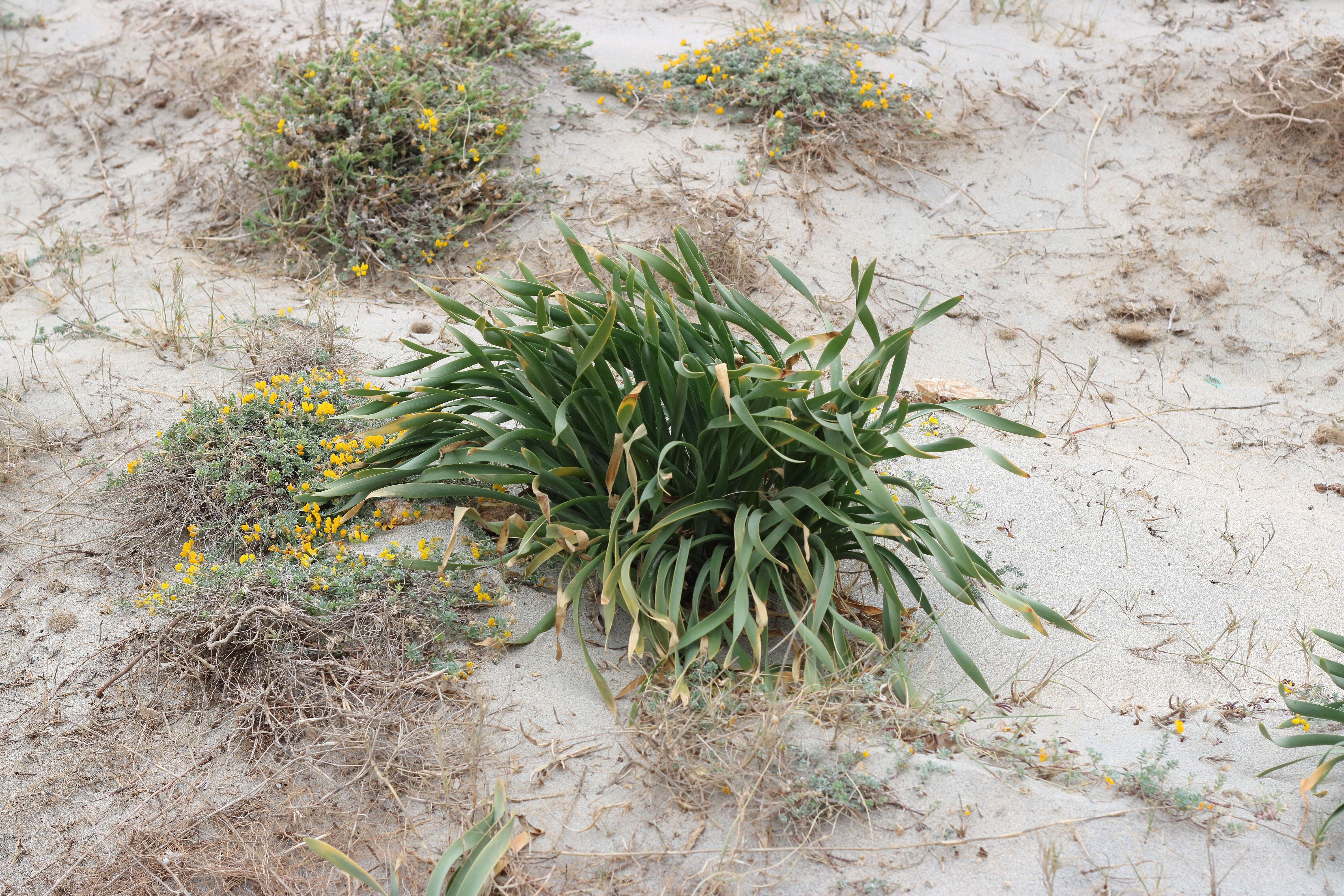 Imagem de Pancratium maritimum L.