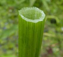 Image of River Water-dropwort