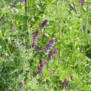 Image of <i>Vicia villosa</i>