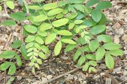 Image of Cassia bakeriana Craib