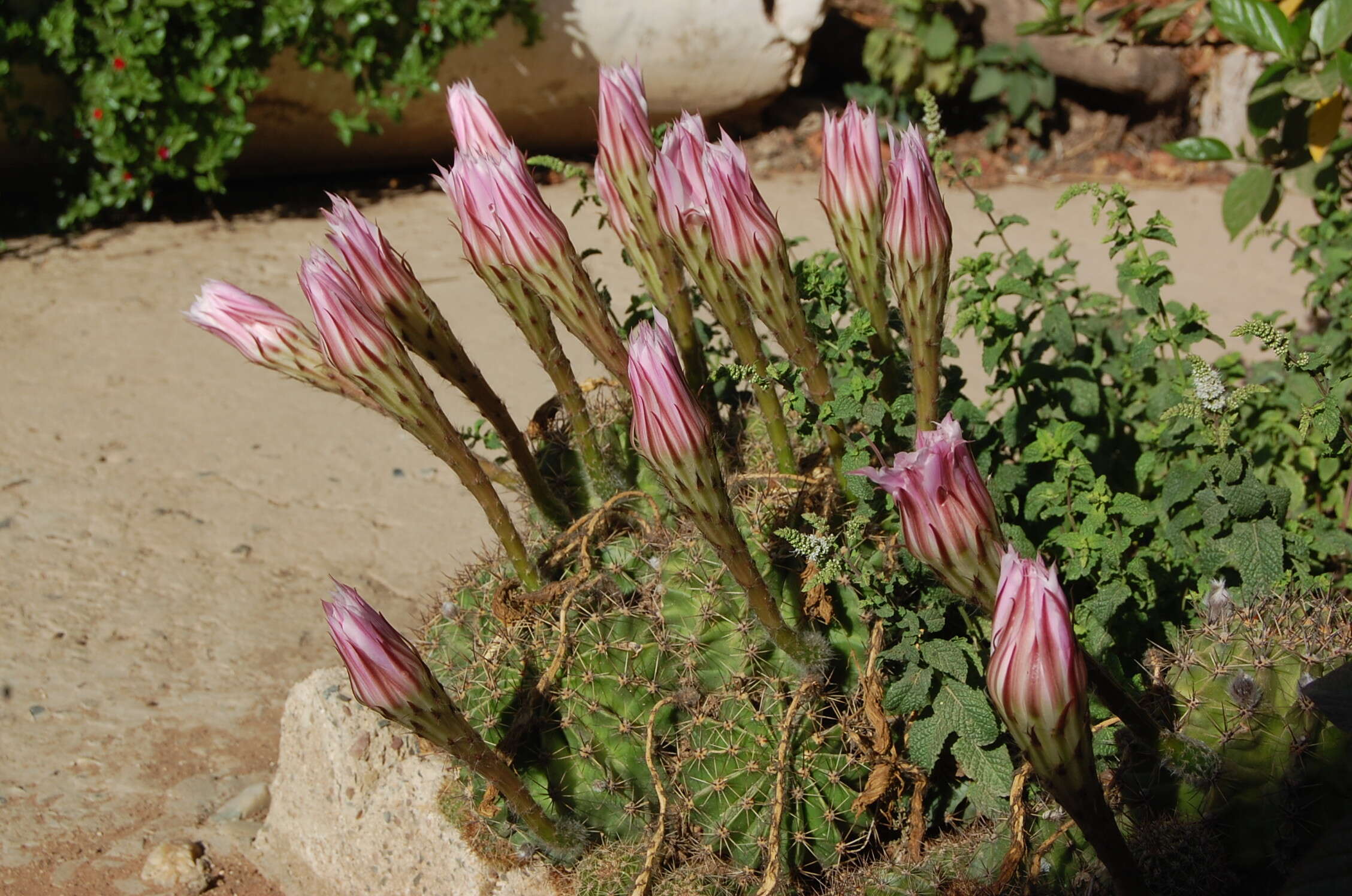 Image of Echinopsis oxygona