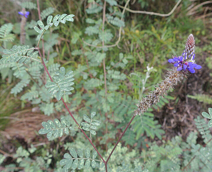 Image of Dalea coerulea (L. fil.) Schinz & Thell.