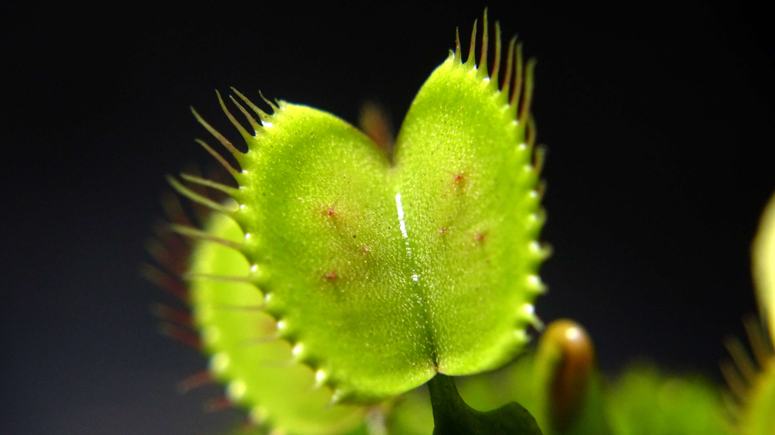 Image of Dionaea