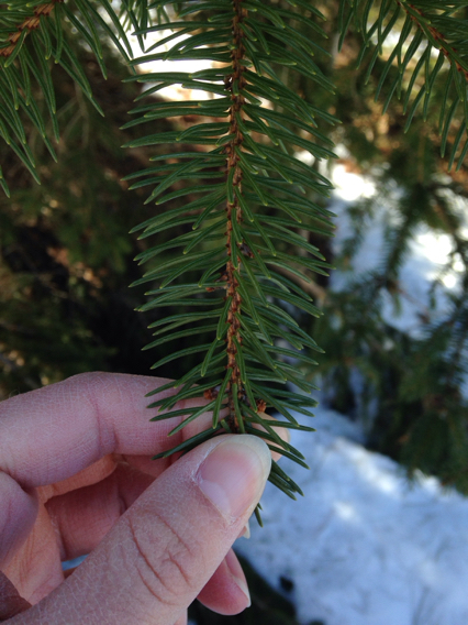 Image of <i>Picea abies</i>