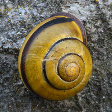 Image of Brown Lipped Snail