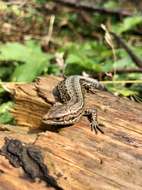 Image of Sand Lizard