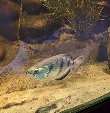 Image of Banded Archerfish