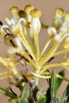 Image of Silky-oak