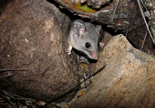 18.https www inaturalist org photos 1648165.580x360