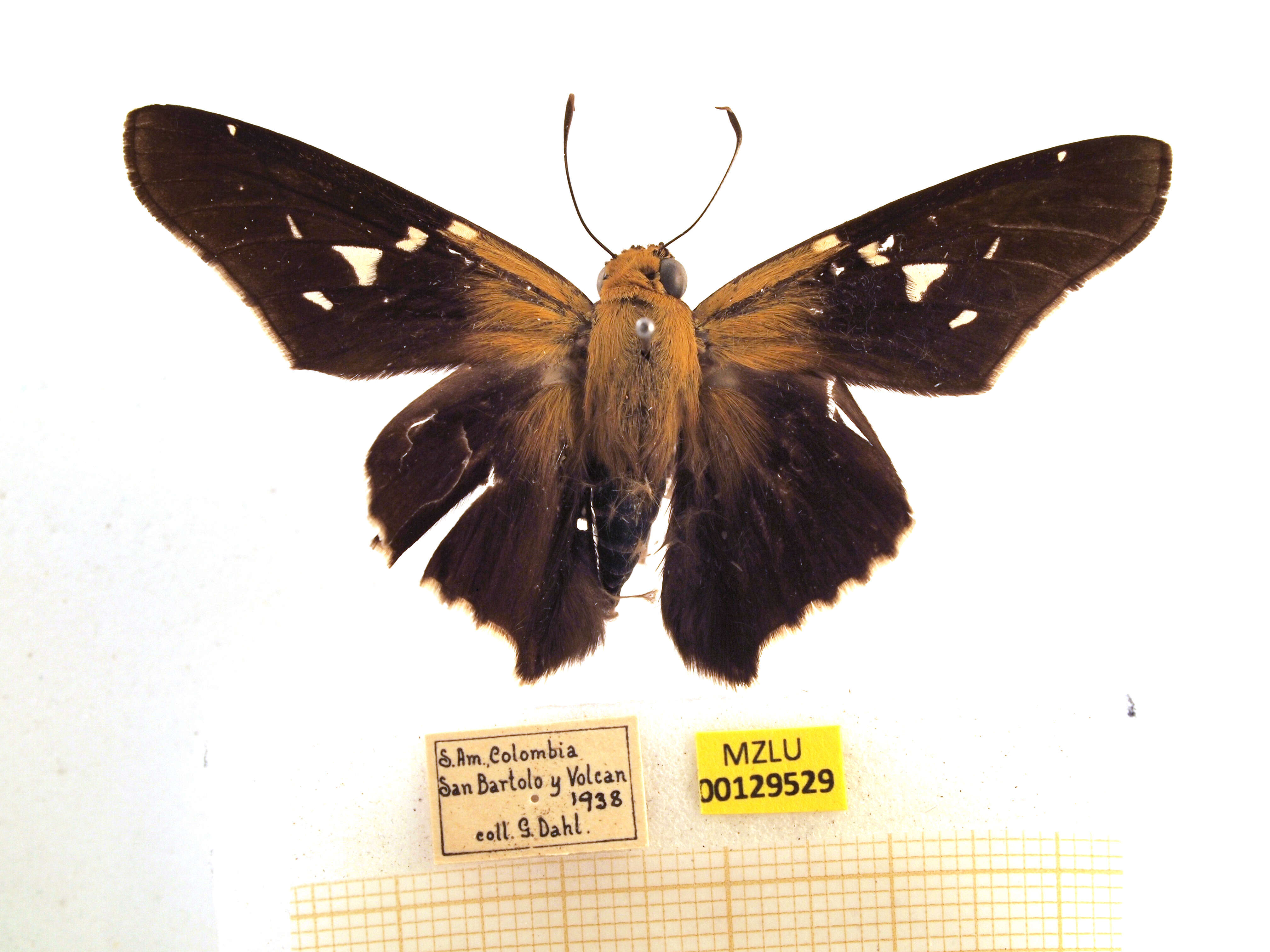 Image of Mercurial Skipper