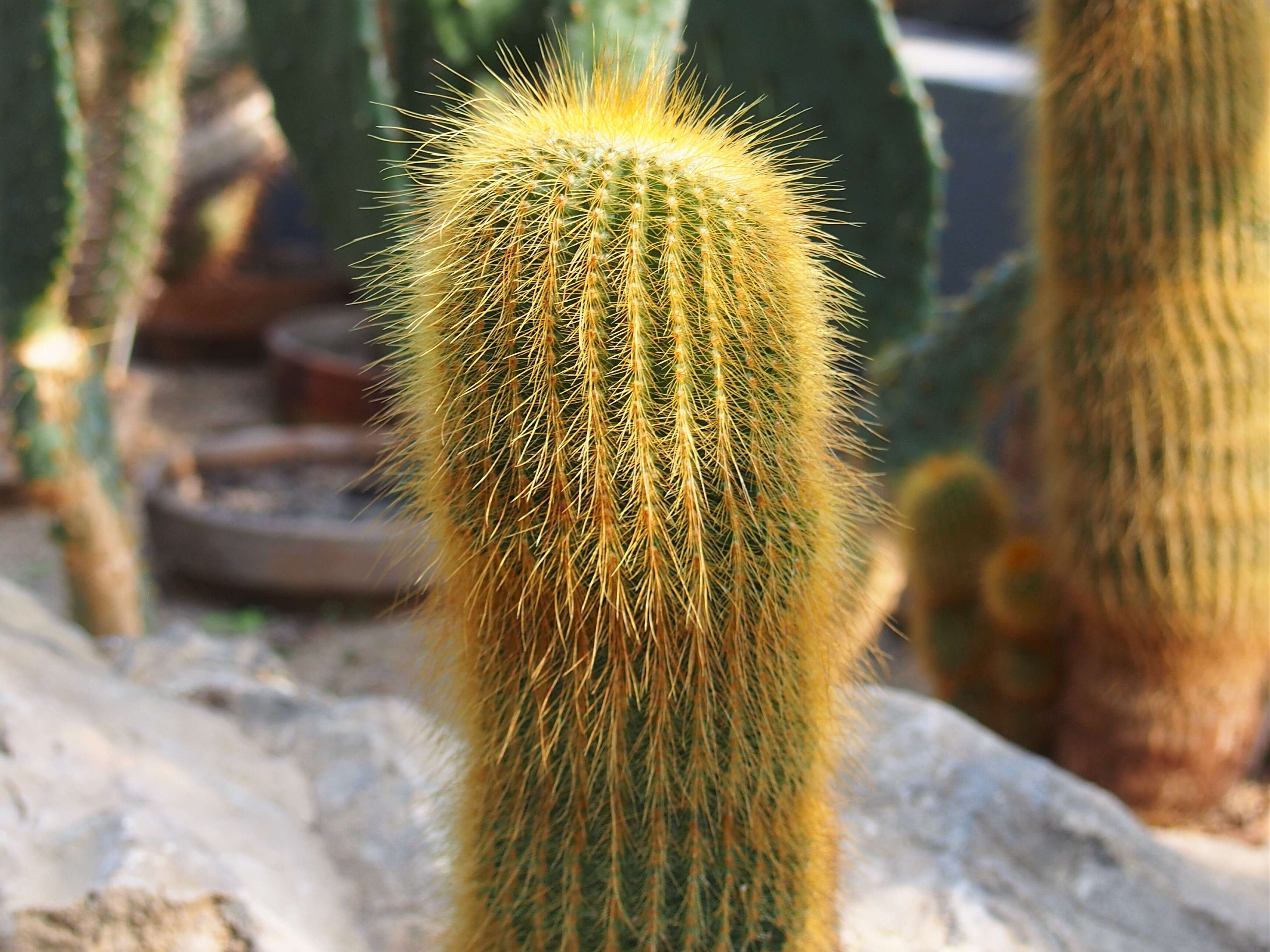 Image of Parodia lenninghausii (F. Haage) F. H. Brandt ex Eggli & Hofacker