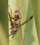 Image of Polistes africanus Pal. de Beauv.