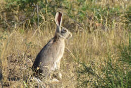 Image of Tolai Hare