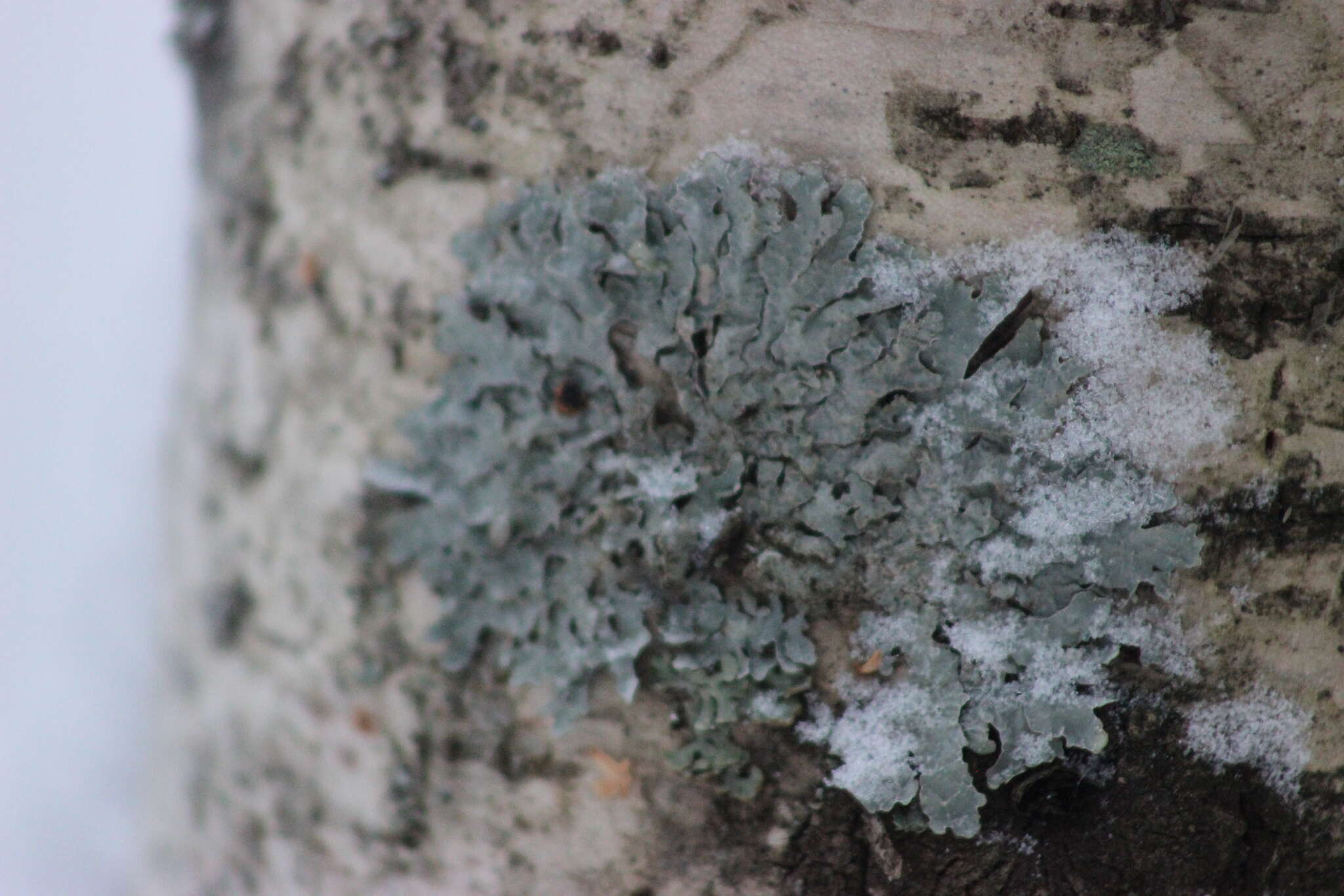 Image of Hammered shield lichen