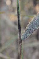 Image of Stem rust