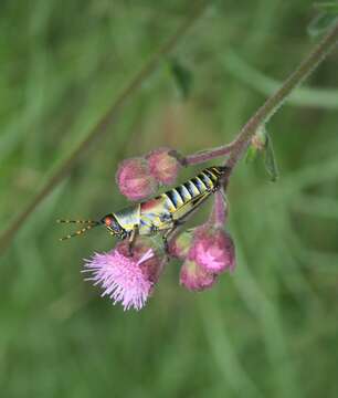 Image of Elegant Grasshopper