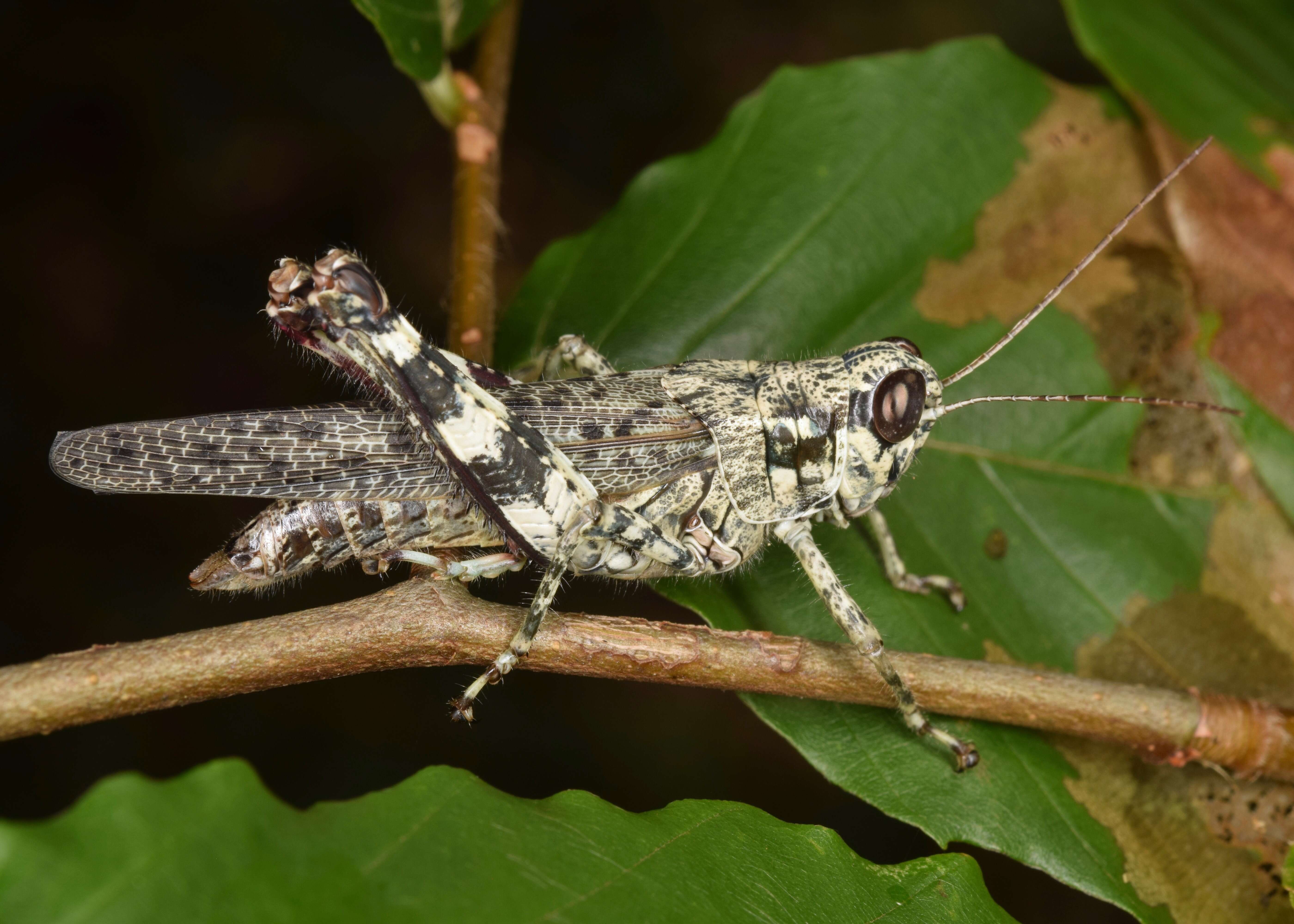 Слика од Melanoplus punctulatus (Uhler 1862)