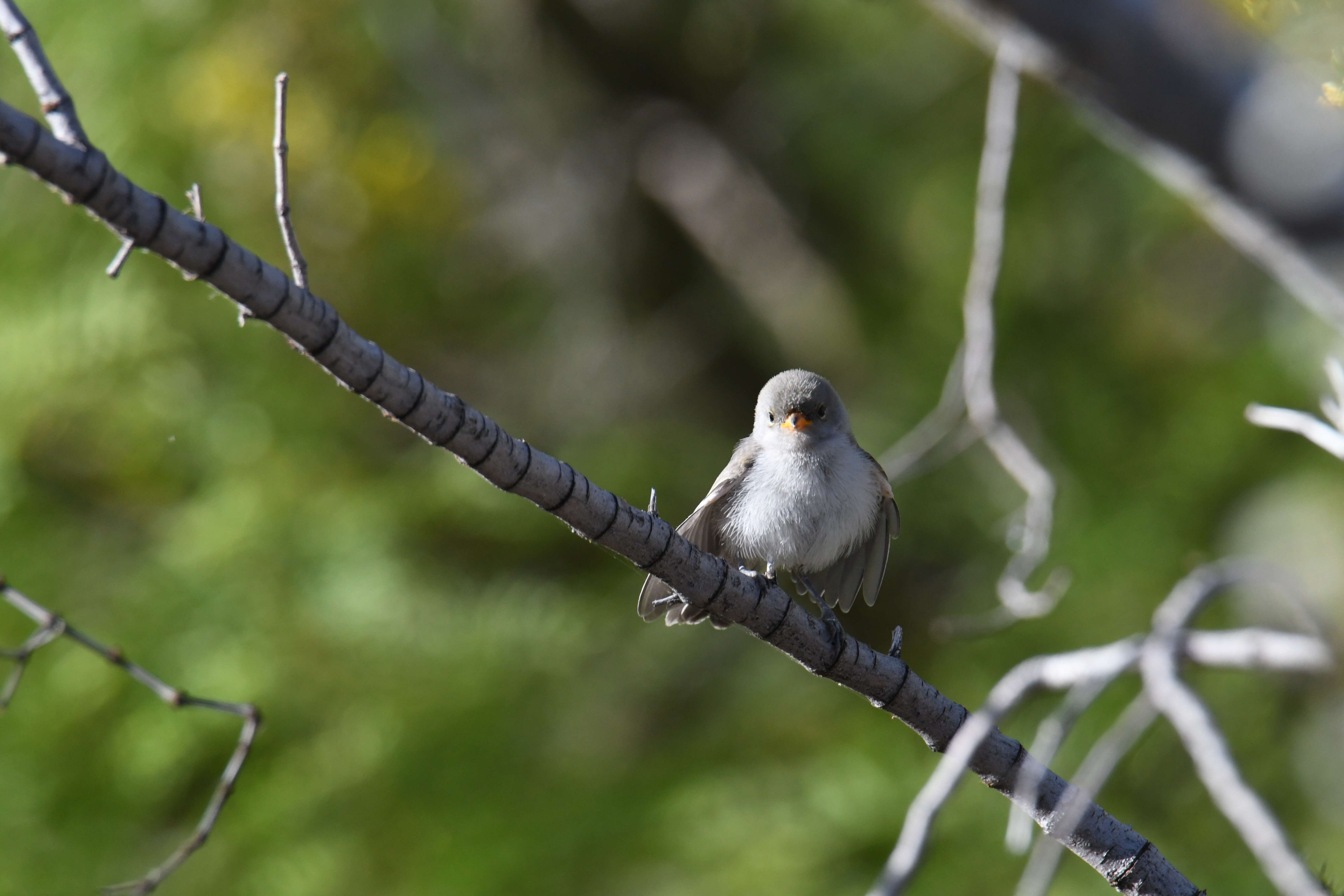 Image of Auriparus Baird & SF 1864