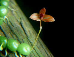 Image of Red Bead Orchid