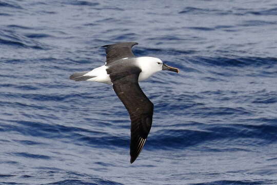 Image of Indian Yellow-nosed Albatross