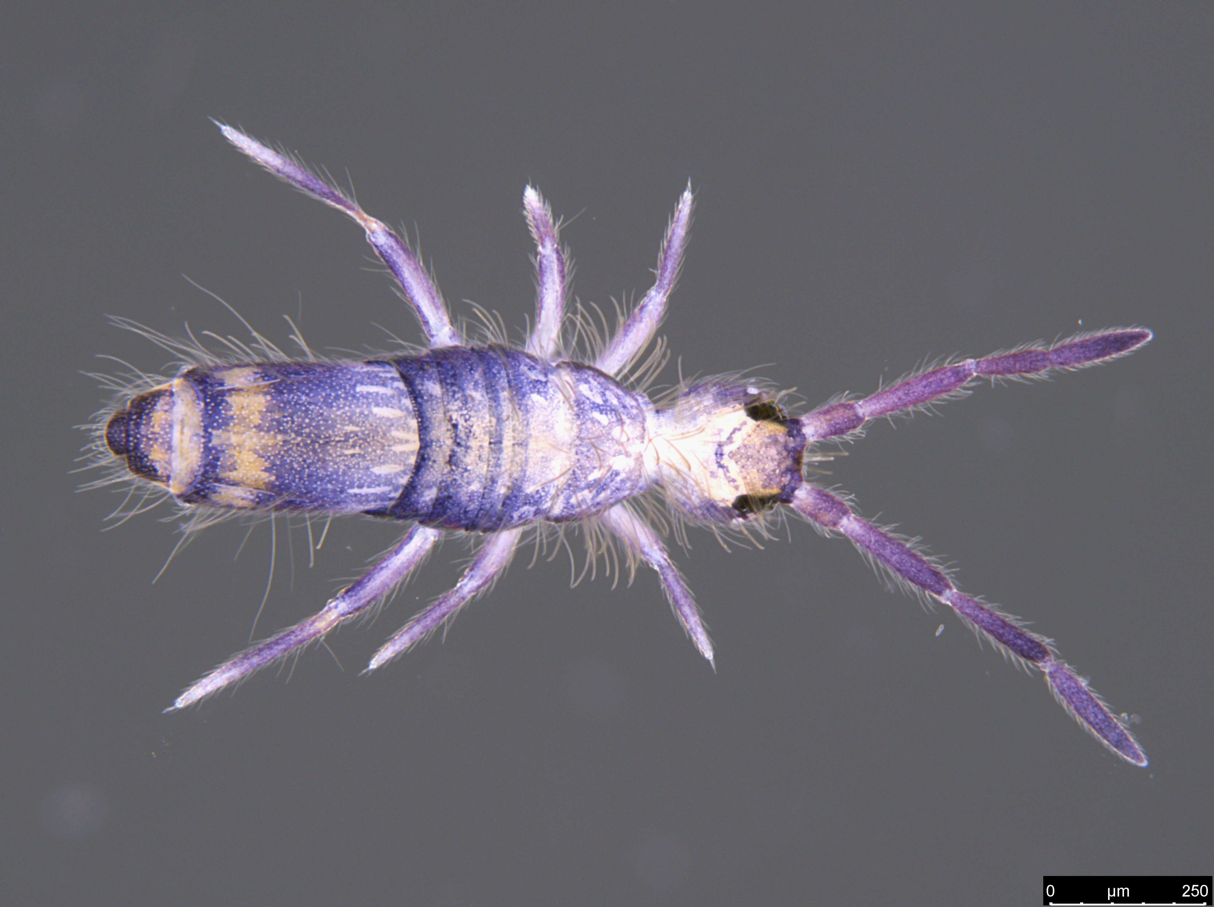 Image of Entomobrya