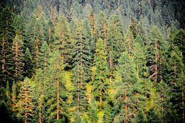 Image of Norway spruce