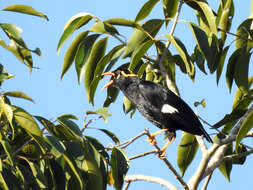 Image of Southern Hill Myna