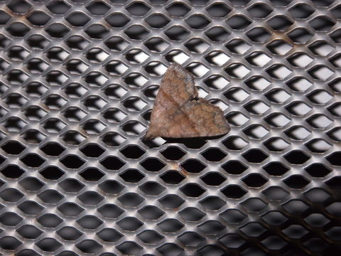 18.https www inaturalist org photos 1652968.580x360
