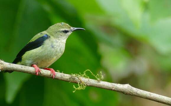 Image of Honeycreeper