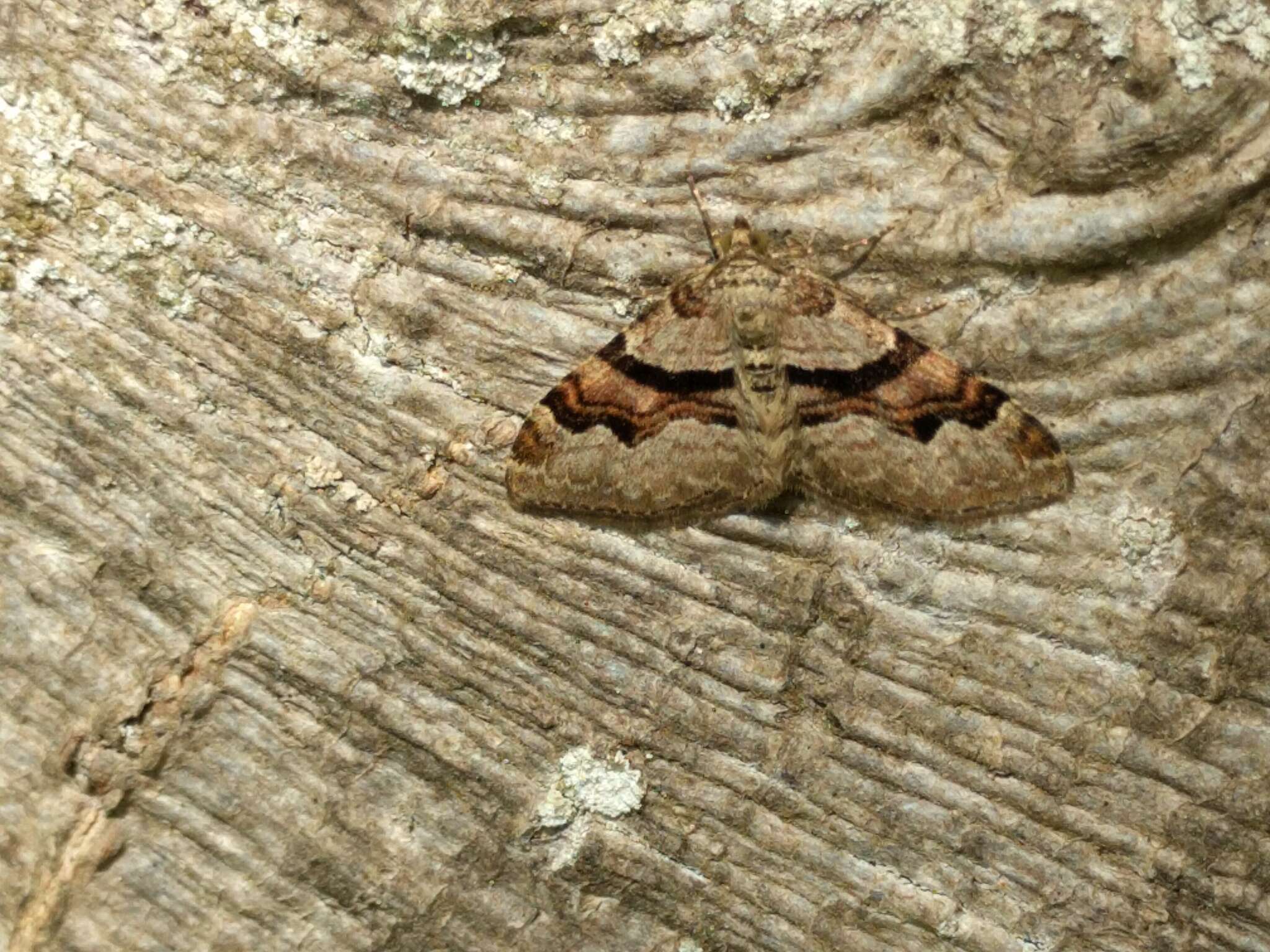 Image of flame carpet