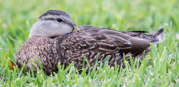 Image de Canard brun