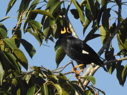 Image of Southern Hill Myna