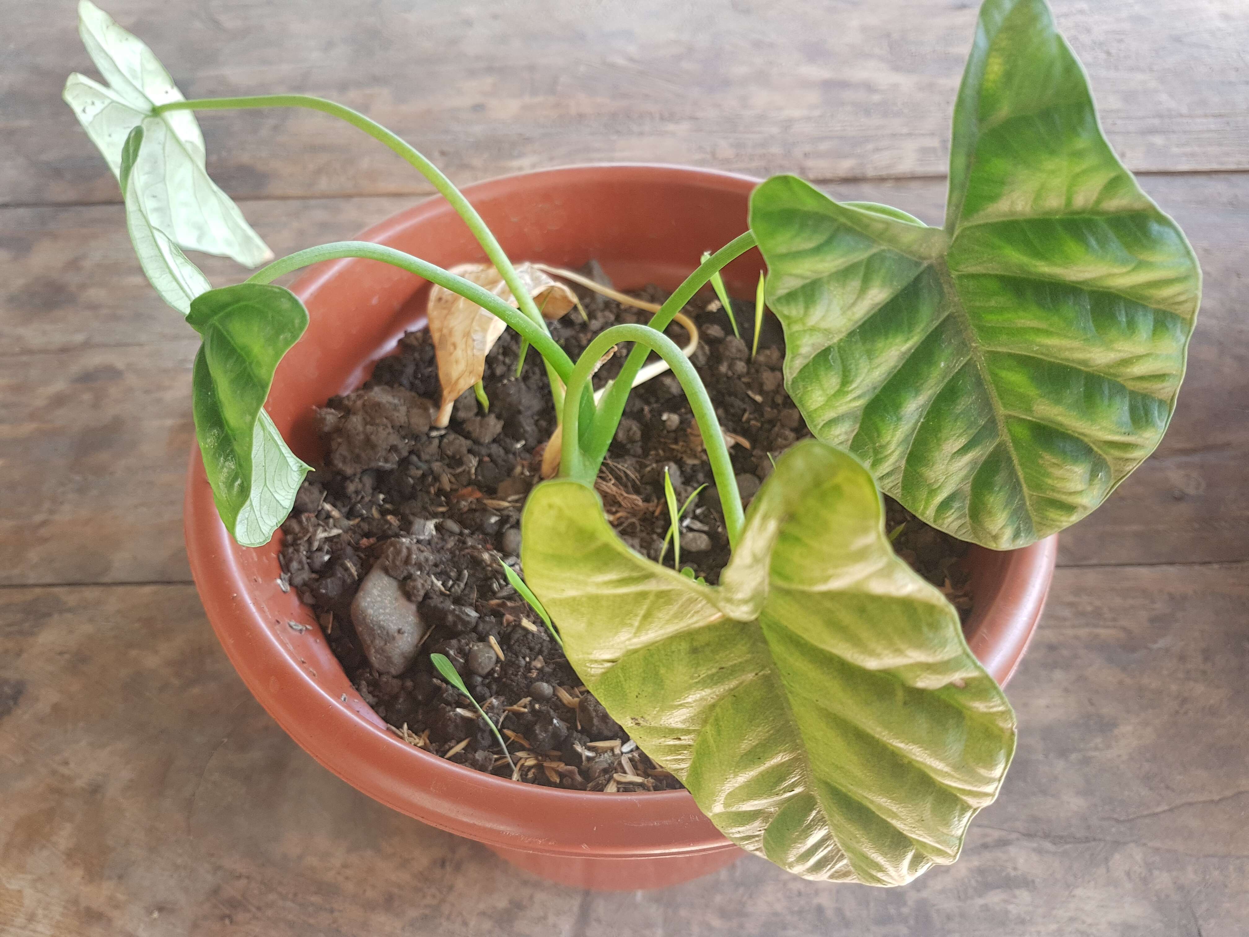 Image of Alocasia Quilted Dreams