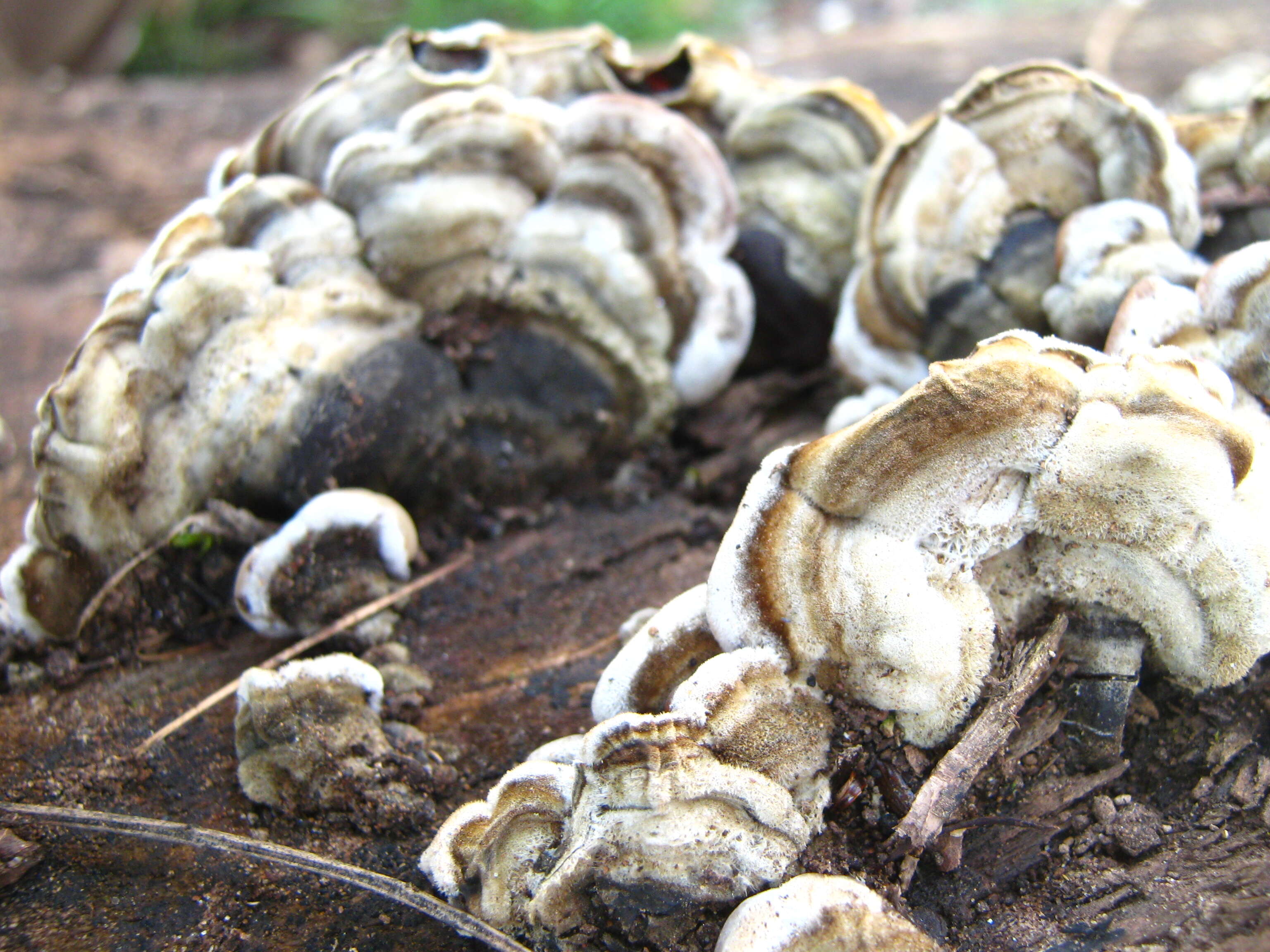 Image of Auricularia mesenterica (Dicks.) Pers. 1822