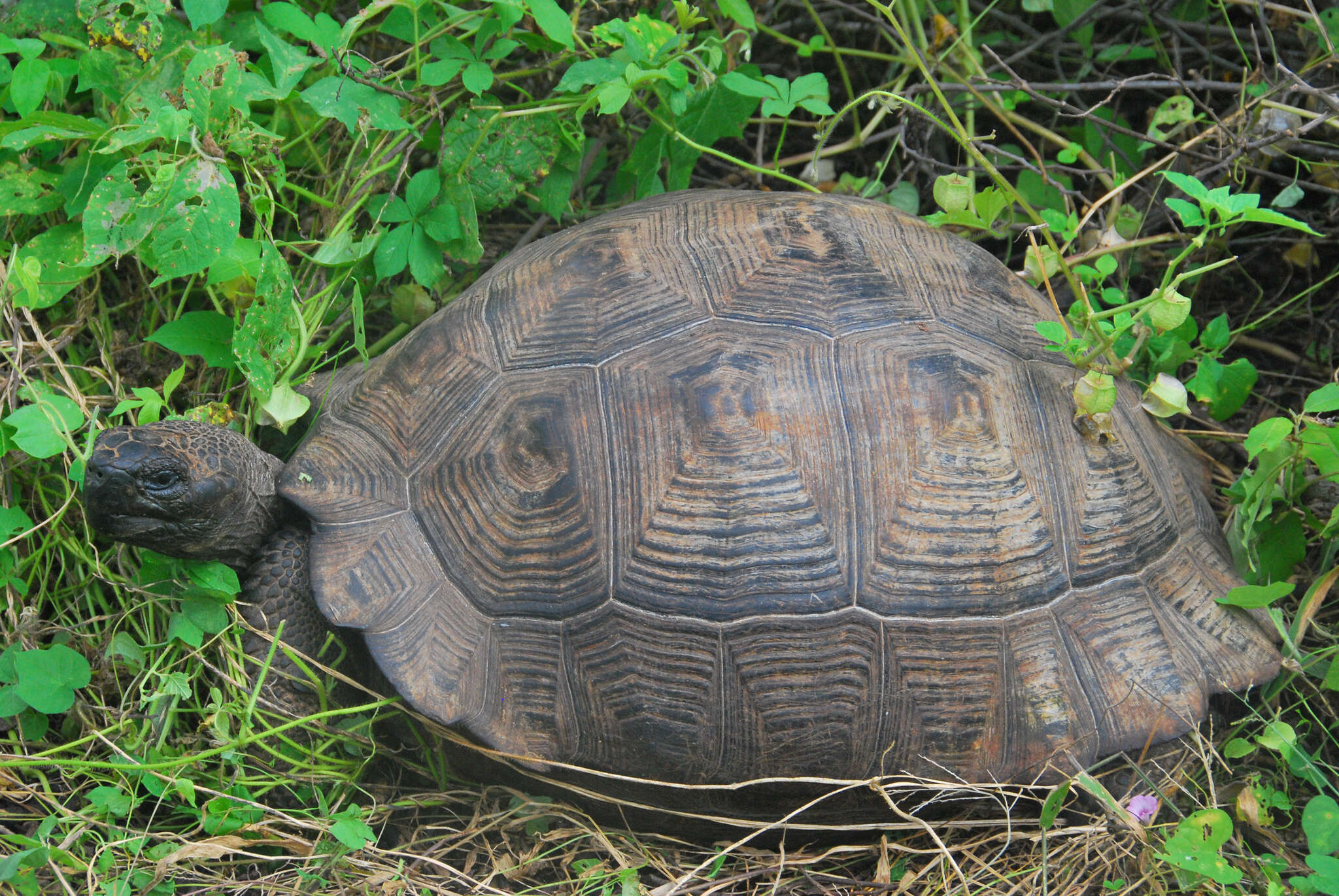 Image of Alcedo Volcano giant tortoise