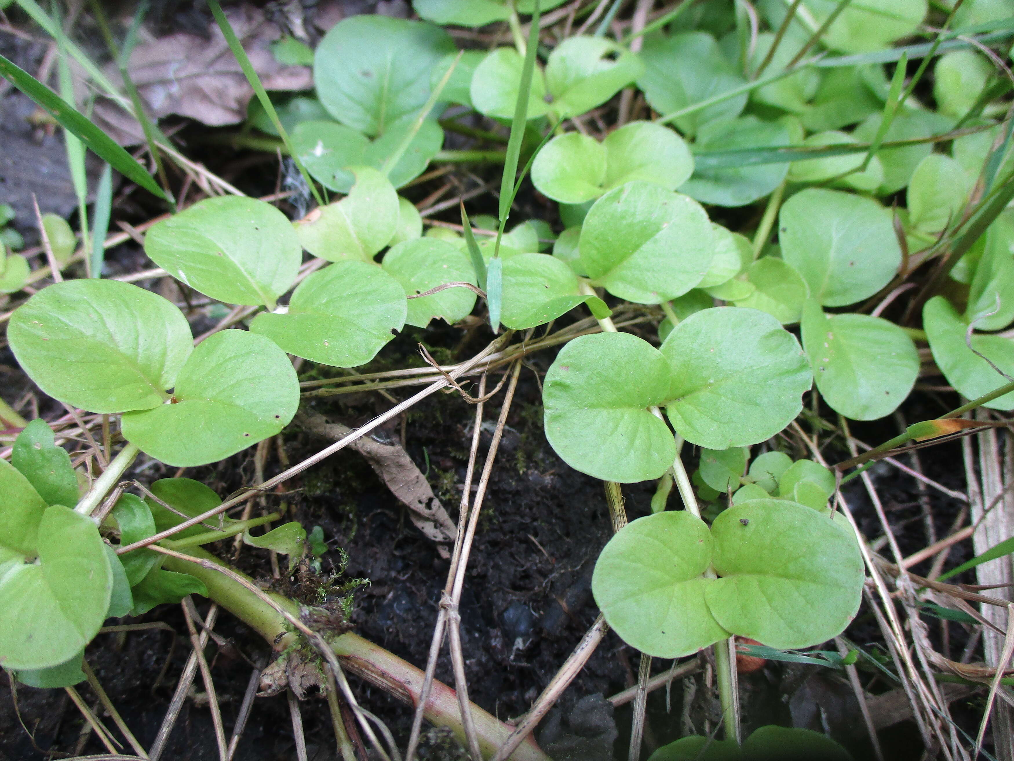 Image of creeping jenny