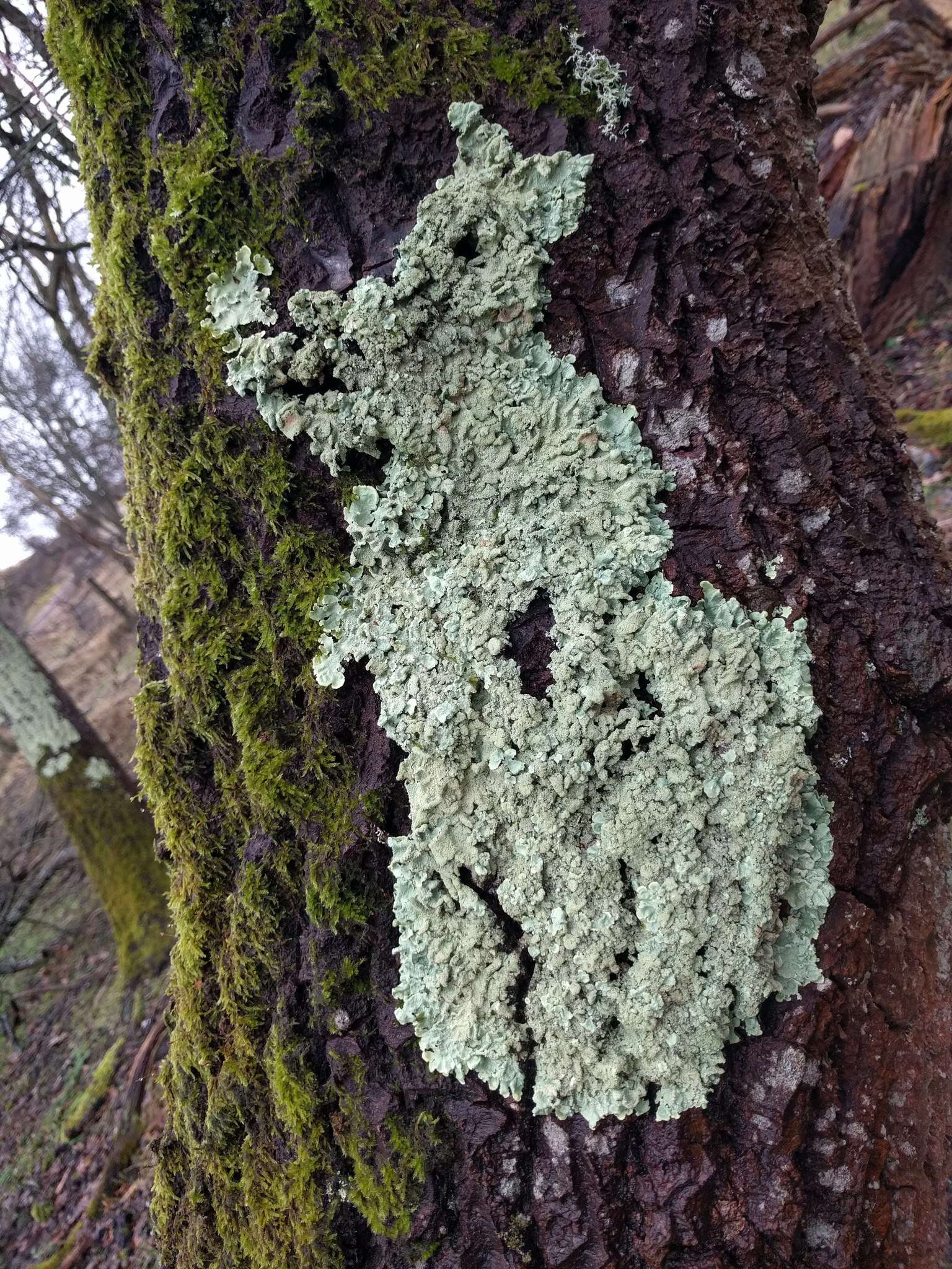 Image of Flavoparmelia soredians (Nyl.) Hale