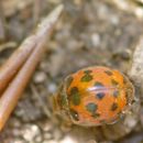 Image of -spot ladybird