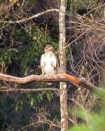 Image of Madagascan Cuckoo-Hawk