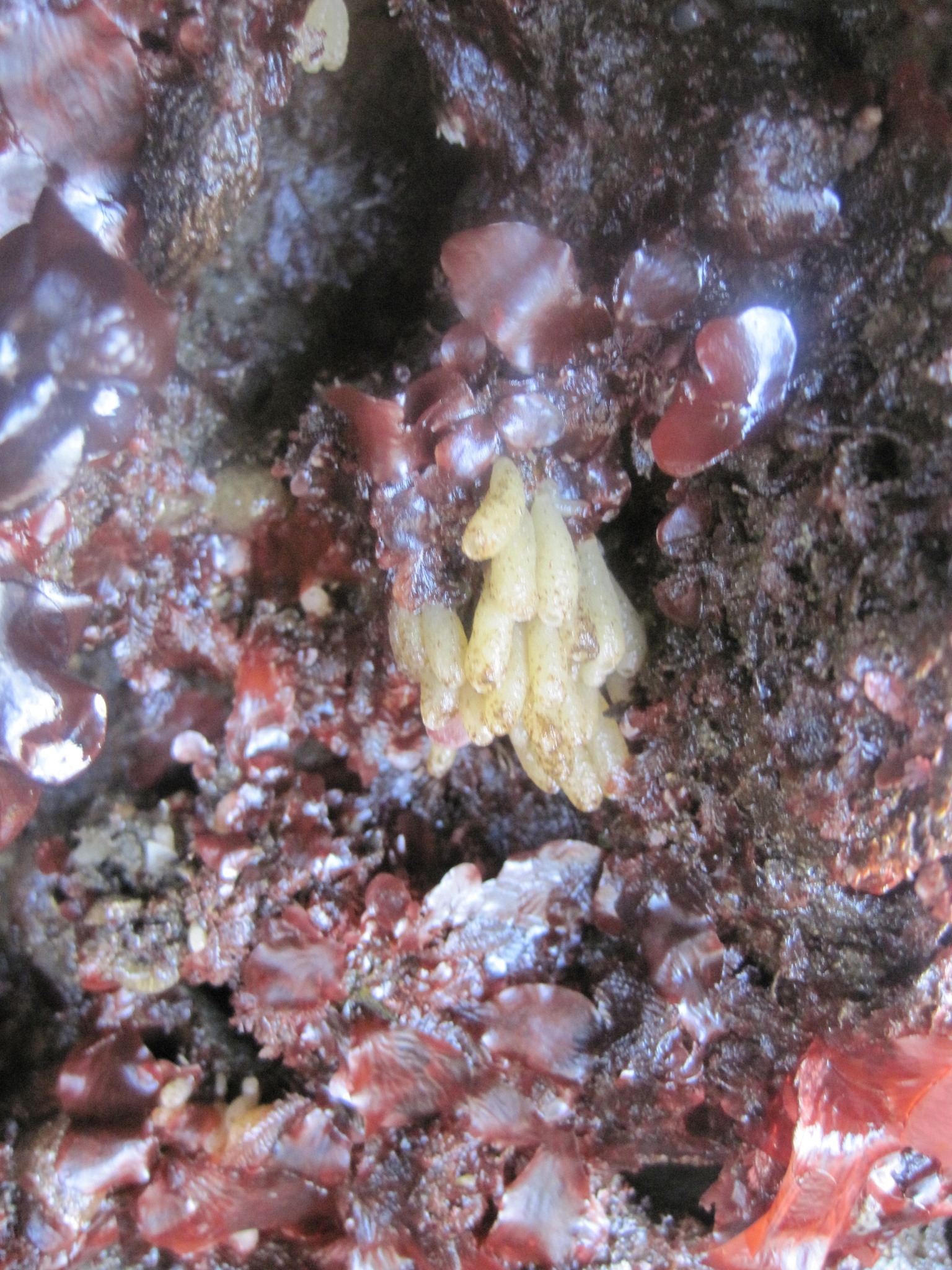 Image of Stalked Vase Sponge