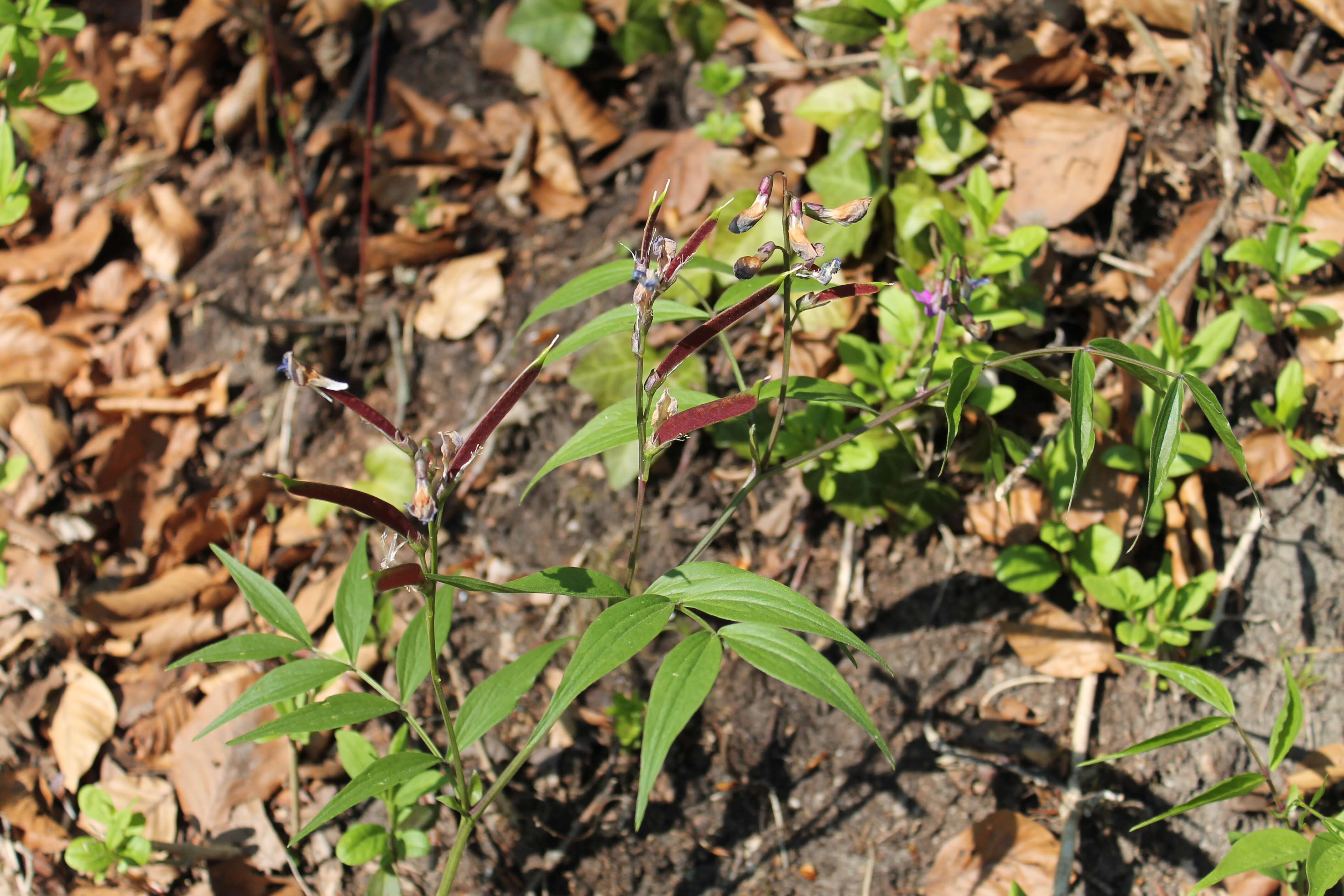 Image of spring pea