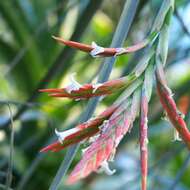 Image of Tillandsia didisticha (É. Morren) Baker