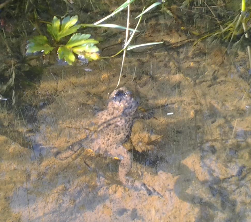 Image of Yellow-Bellied Toad