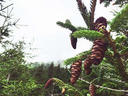 Image of Caucasian Spruce