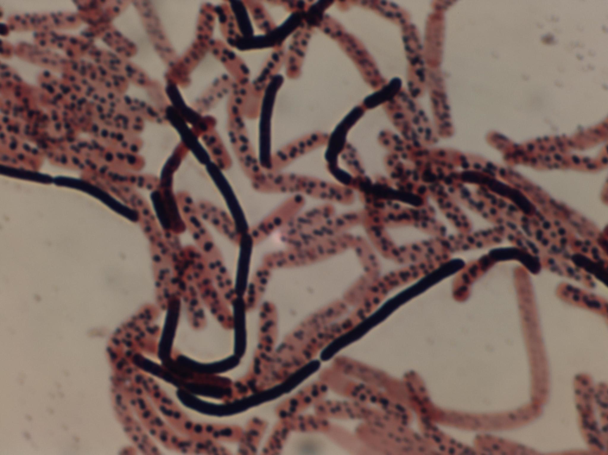 Image de <i>Bacillus simplex</i>